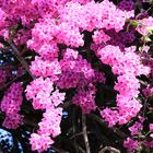 Bougainvillea (2)