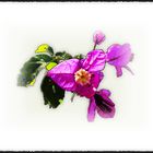 Bougainvillea (2)