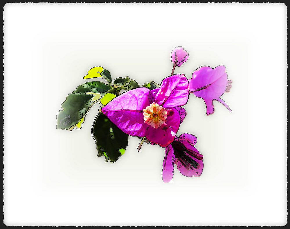 Bougainvillea (2)