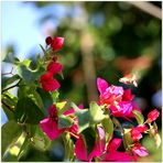 Bougainvillea 2