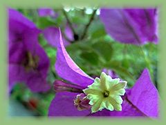 Bougainvillea 2