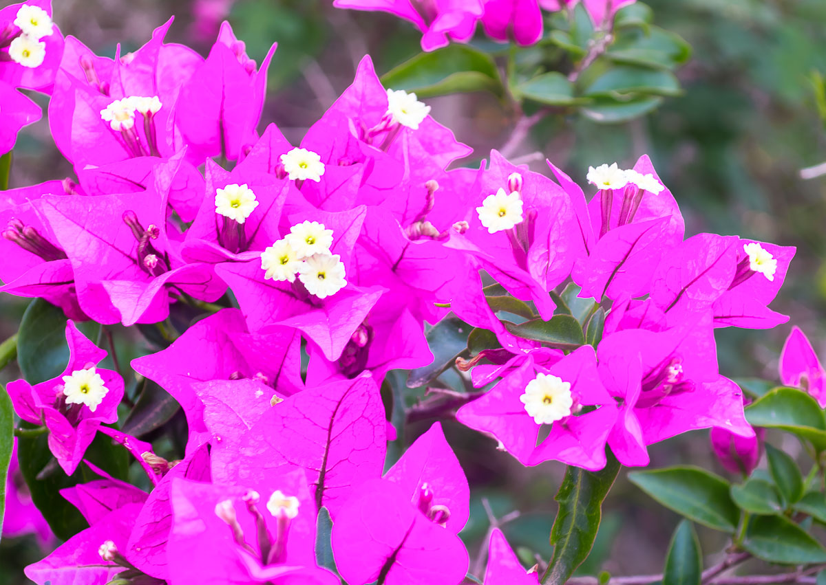 Bougainvillea-20180623--KP_20004-2379_Edit-4