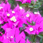 Bougainvillea-20180623--KP_20004-2379_Edit-4