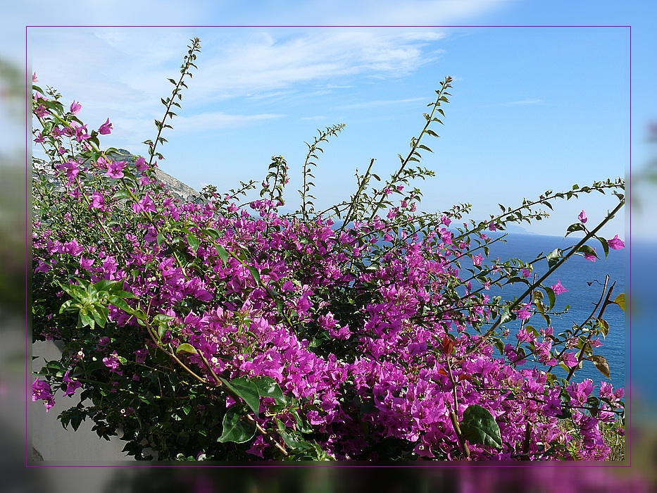 Bougainvillea