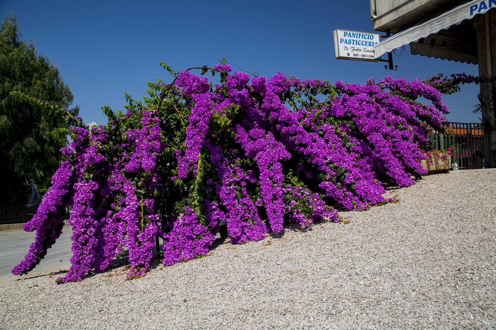 Bougainvillea...