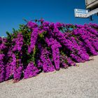 Bougainvillea...