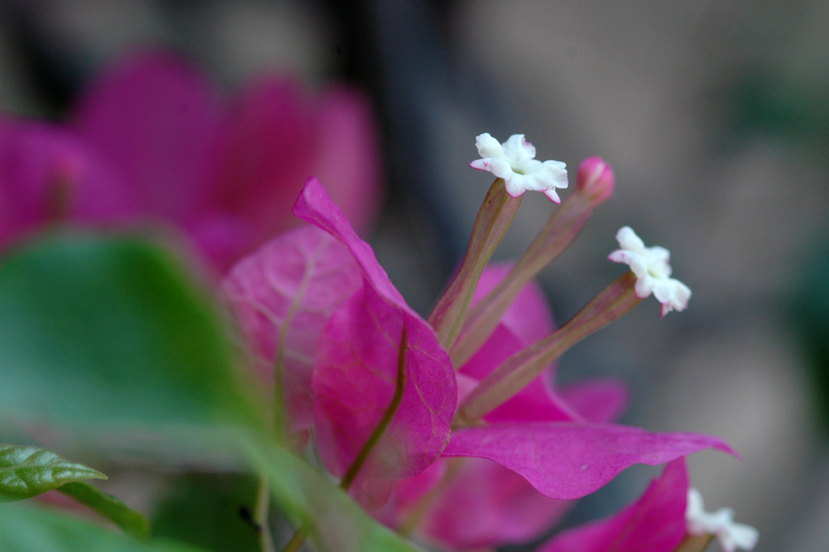 Bougainvillea