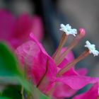 Bougainvillea