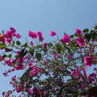 Bougainvillea