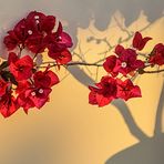 Bougainvillea