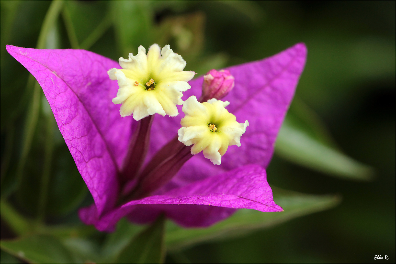 Bougainvillea