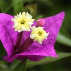 Bougainvillea