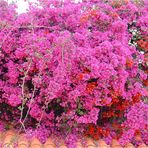 Bougainvillea