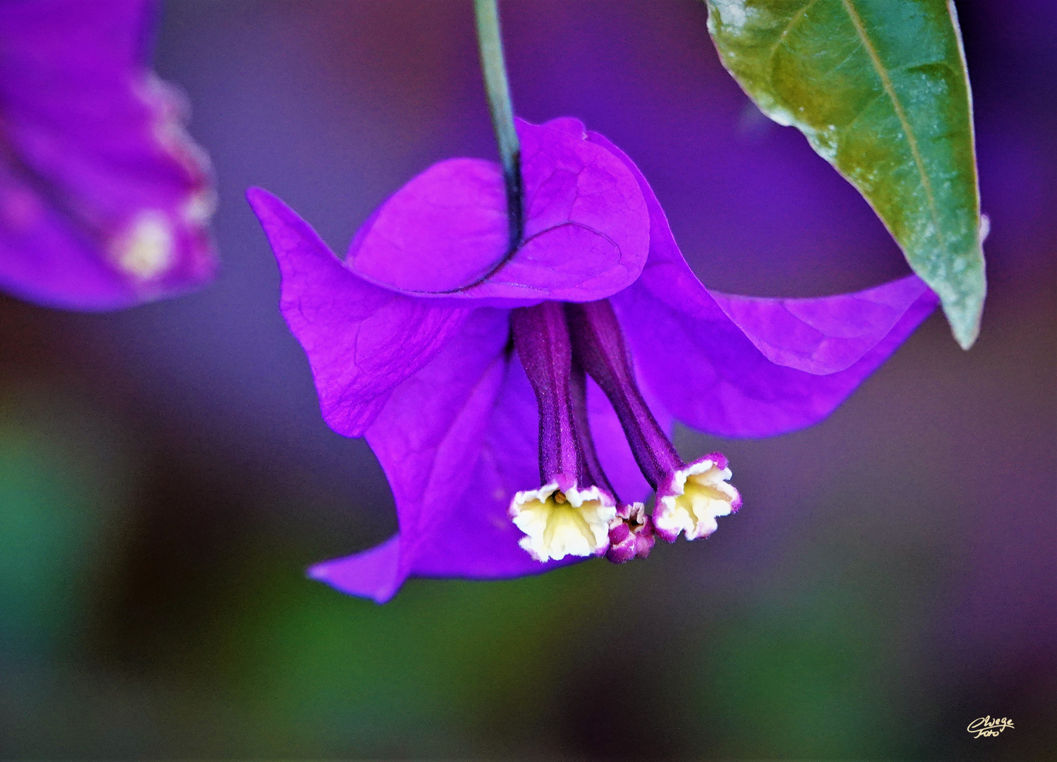 Bougainvillea