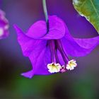 Bougainvillea