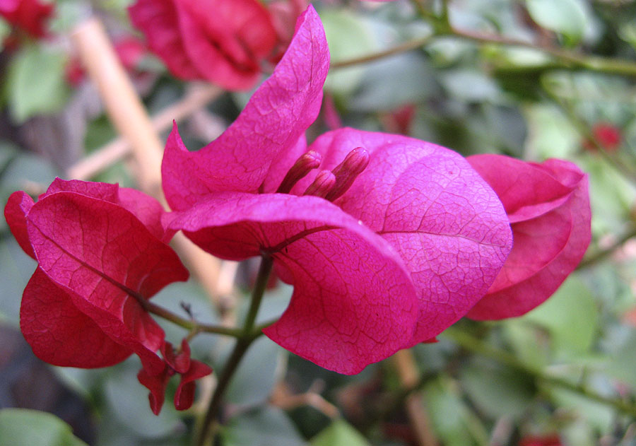 Bougainvillea