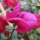 Bougainvillea