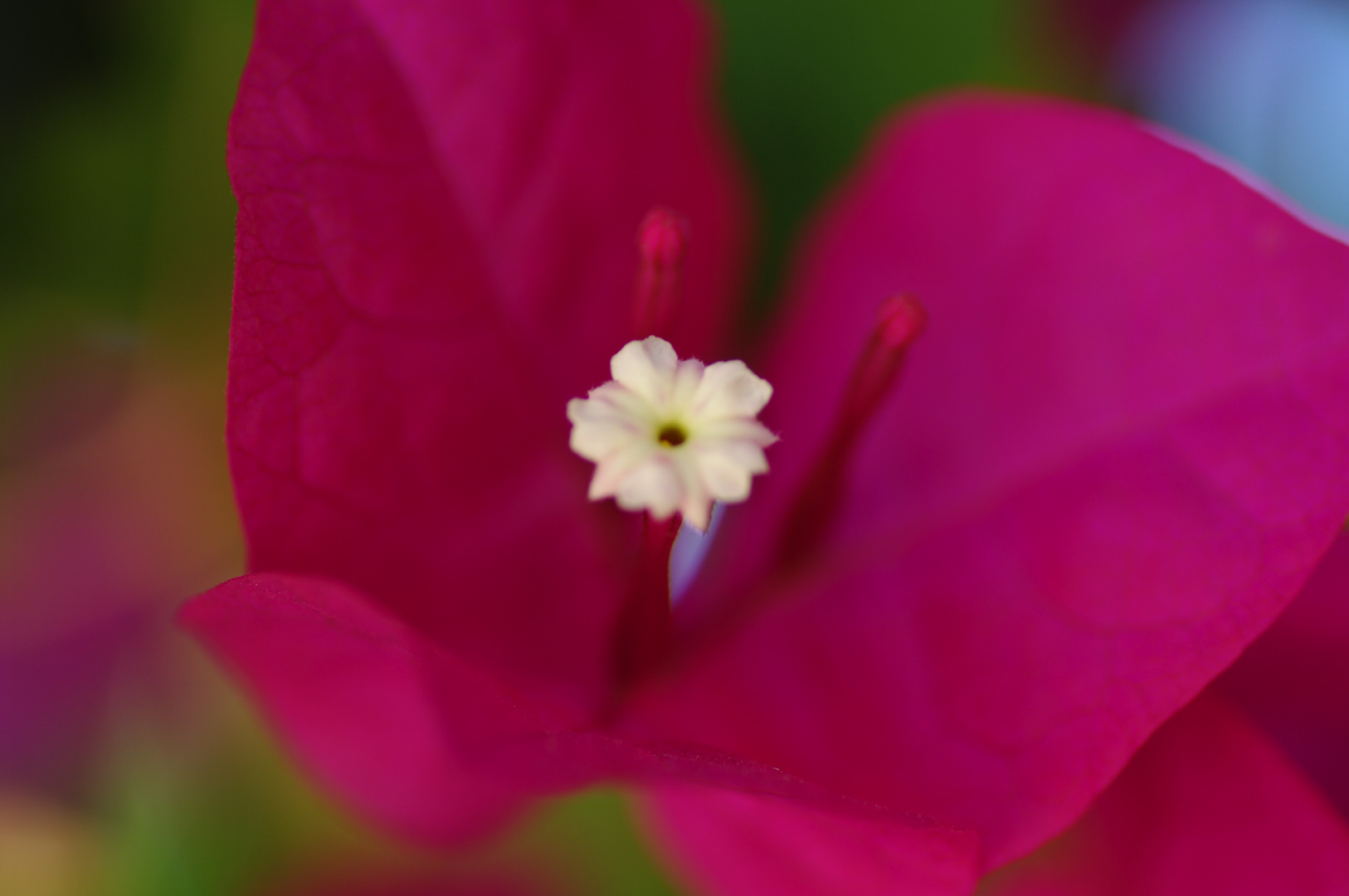 Bougainvillea