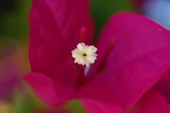 Bougainvillea