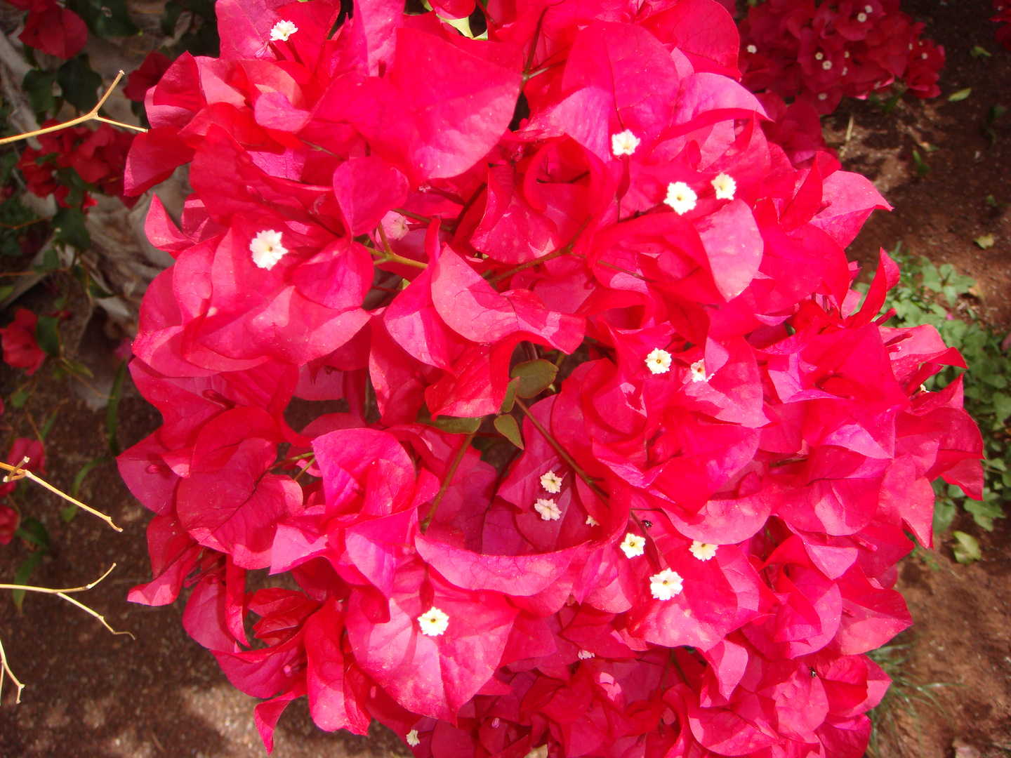 Bougainvillea