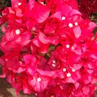 Bougainvillea