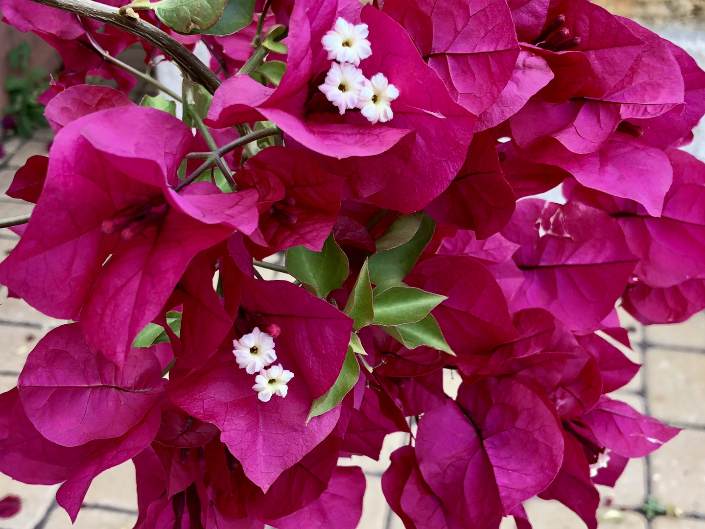 Bougainvillea