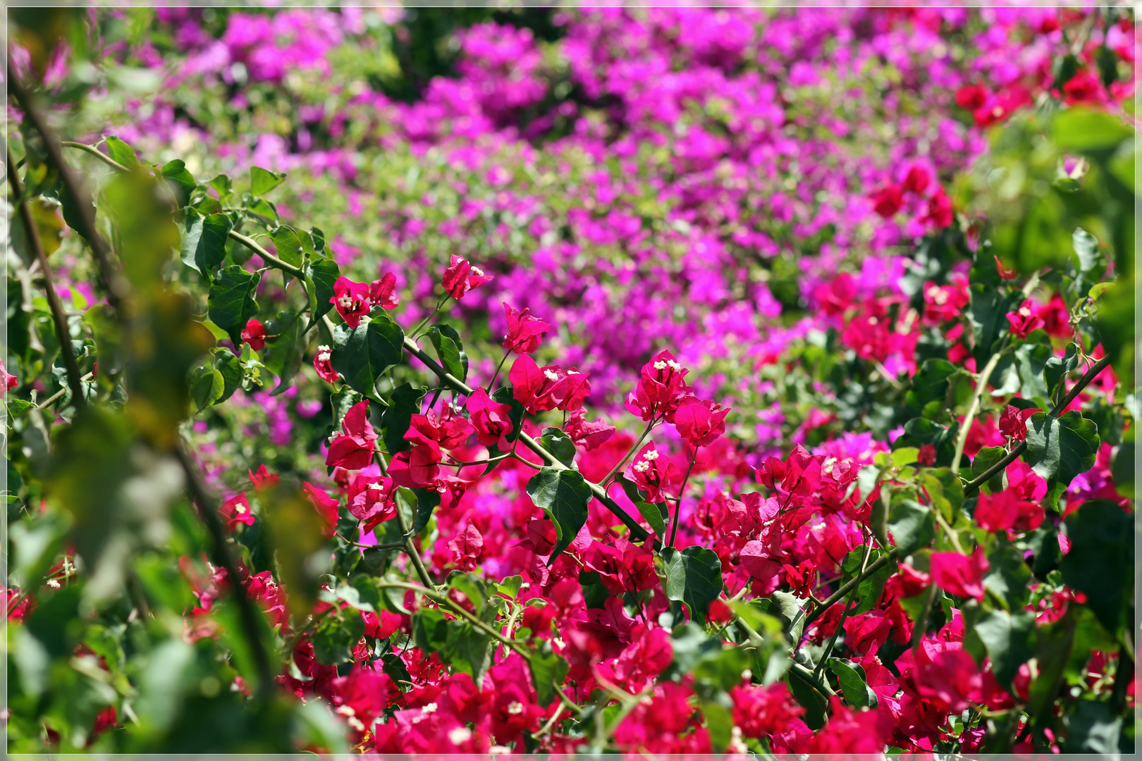 Bougainvillea