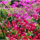 Bougainvillea