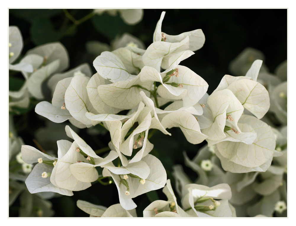 *Bougainvillea*