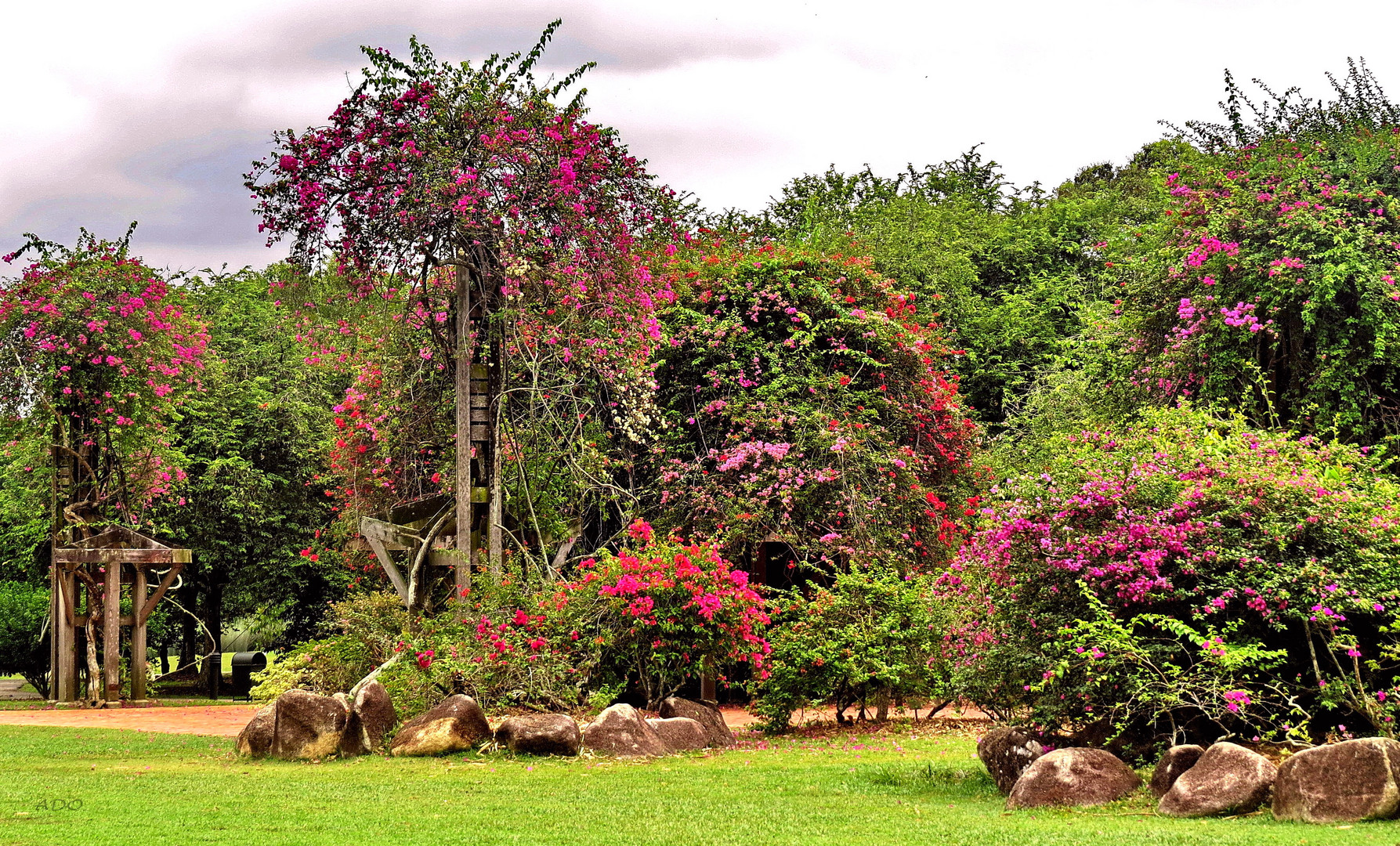 Bougainvillea