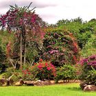 Bougainvillea