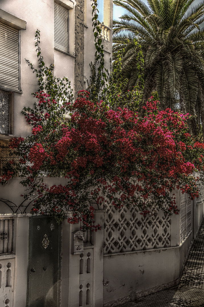 Bougainvillea