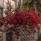 Bougainvillea