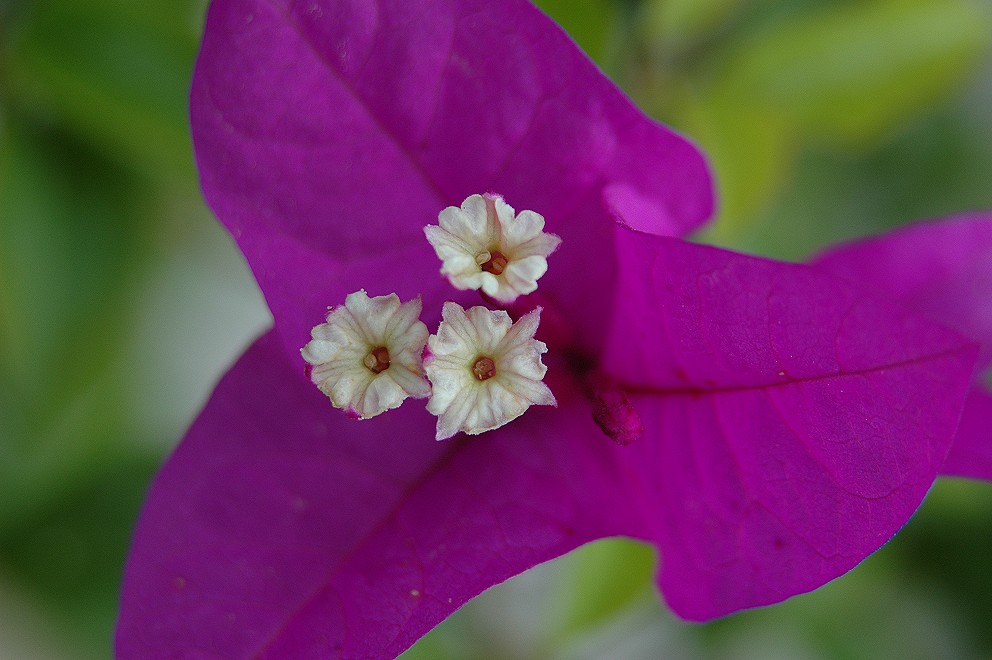 Bougainvillea