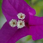 Bougainvillea