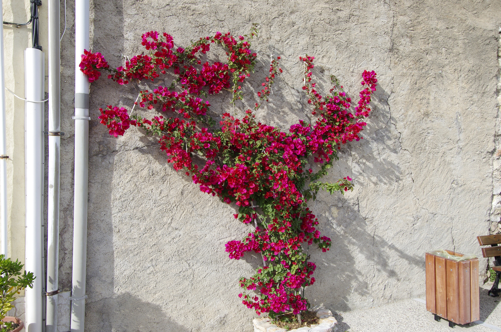 Bougainvillea