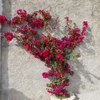 Bougainvillea