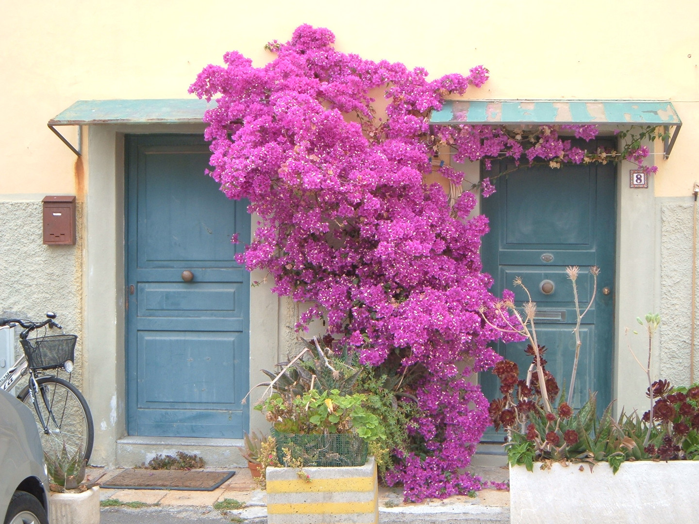 Bougainvillea