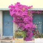 Bougainvillea