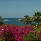 Bougainvillea