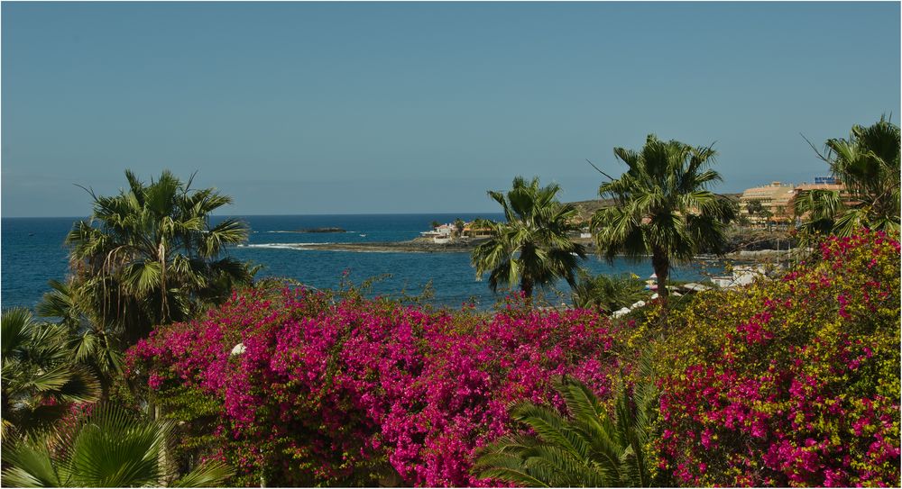 Bougainvillea