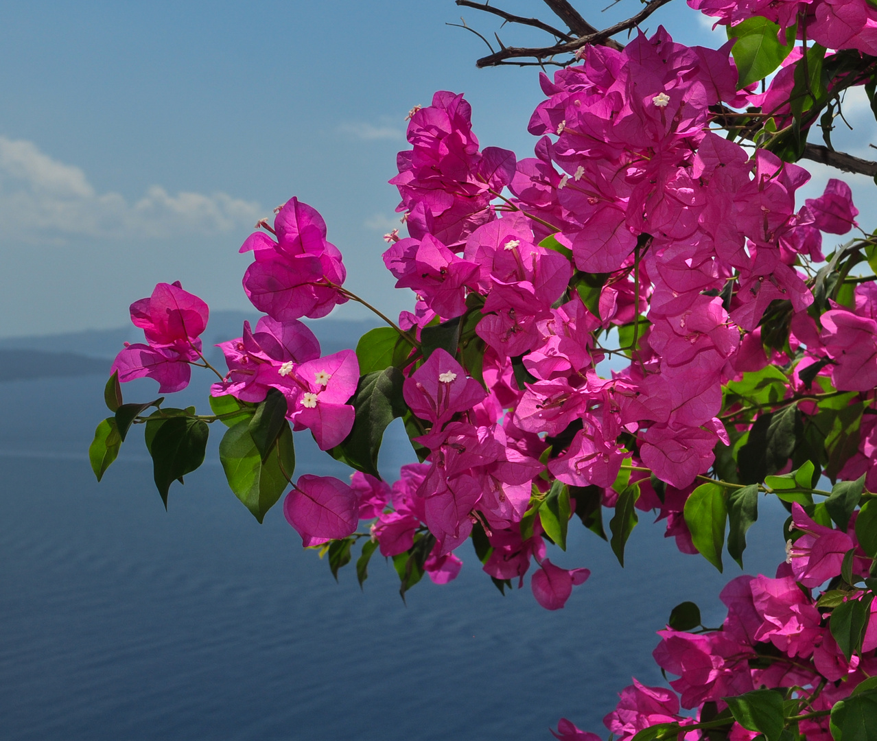 Bougainvillea