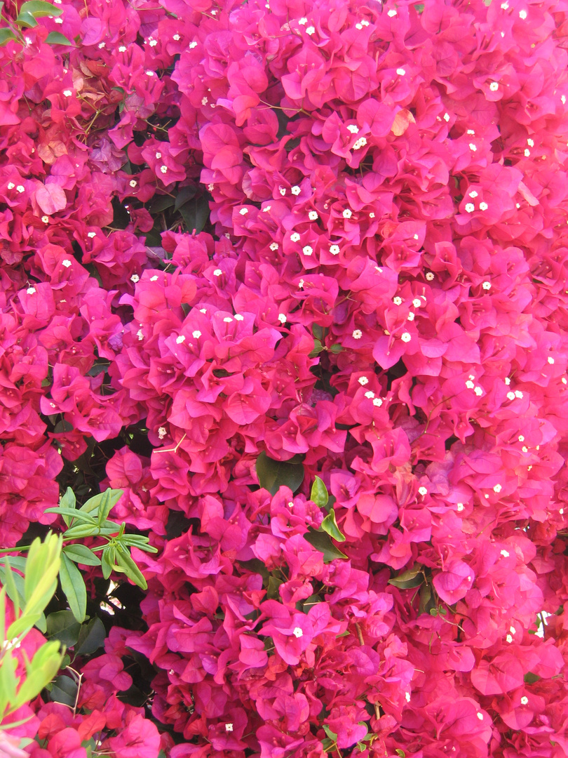 Bougainvillea