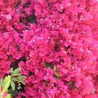 Bougainvillea