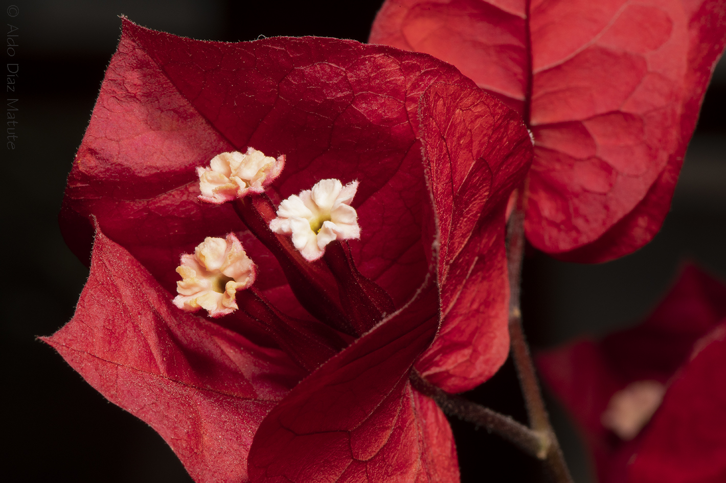 Bougainvillea