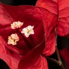 Bougainvillea