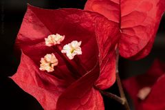 Bougainvillea