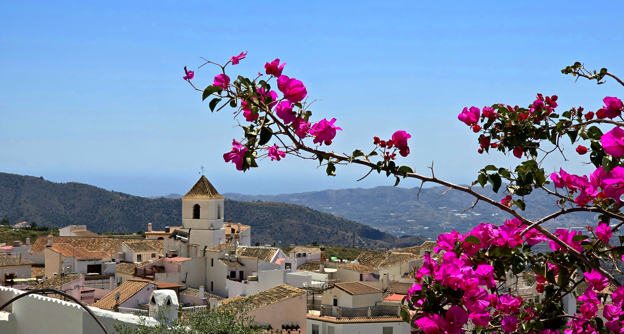 Bougainvillea 