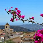 Bougainvillea 