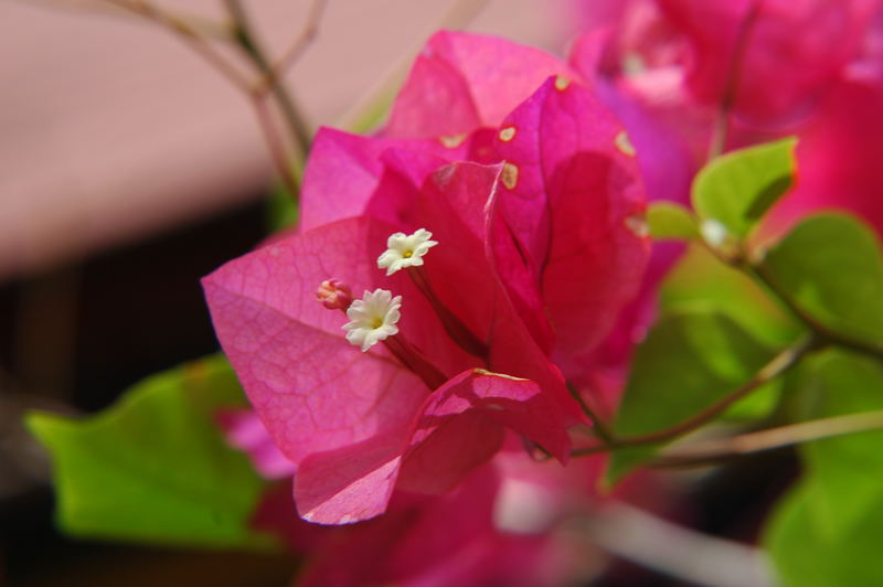 Bougainvillea